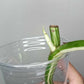 Monstera Albo Rooted Cutting 019 Logan Gordon