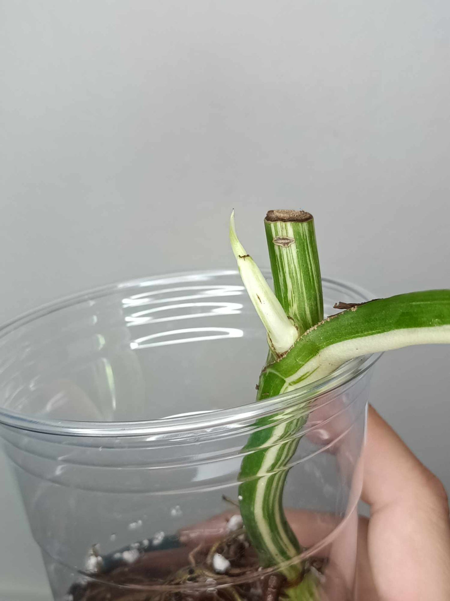 Monstera Albo Rooted Cutting 019 Logan Gordon