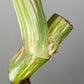 Monstera Albo Rooted Cutting 006 Danielle Price