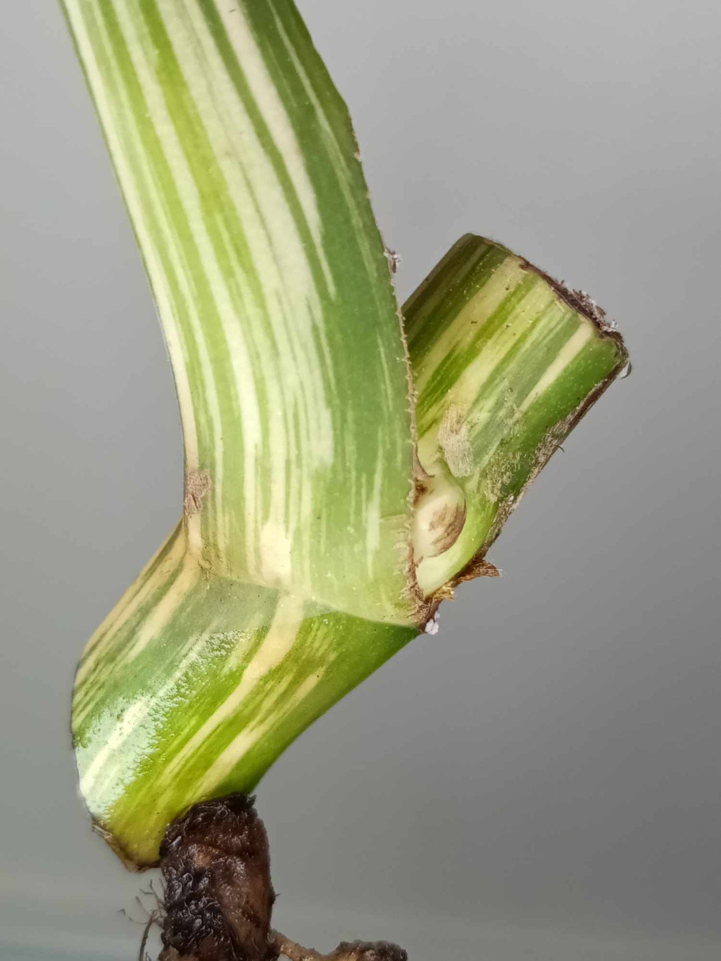 Monstera Albo Rooted Cutting 006 Danielle Price