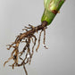 Monstera Albo Rooted Cutting 006 Danielle Price