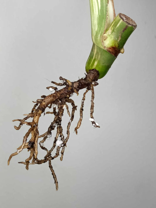 Monstera Albo Rooted Cutting 006 Danielle Price