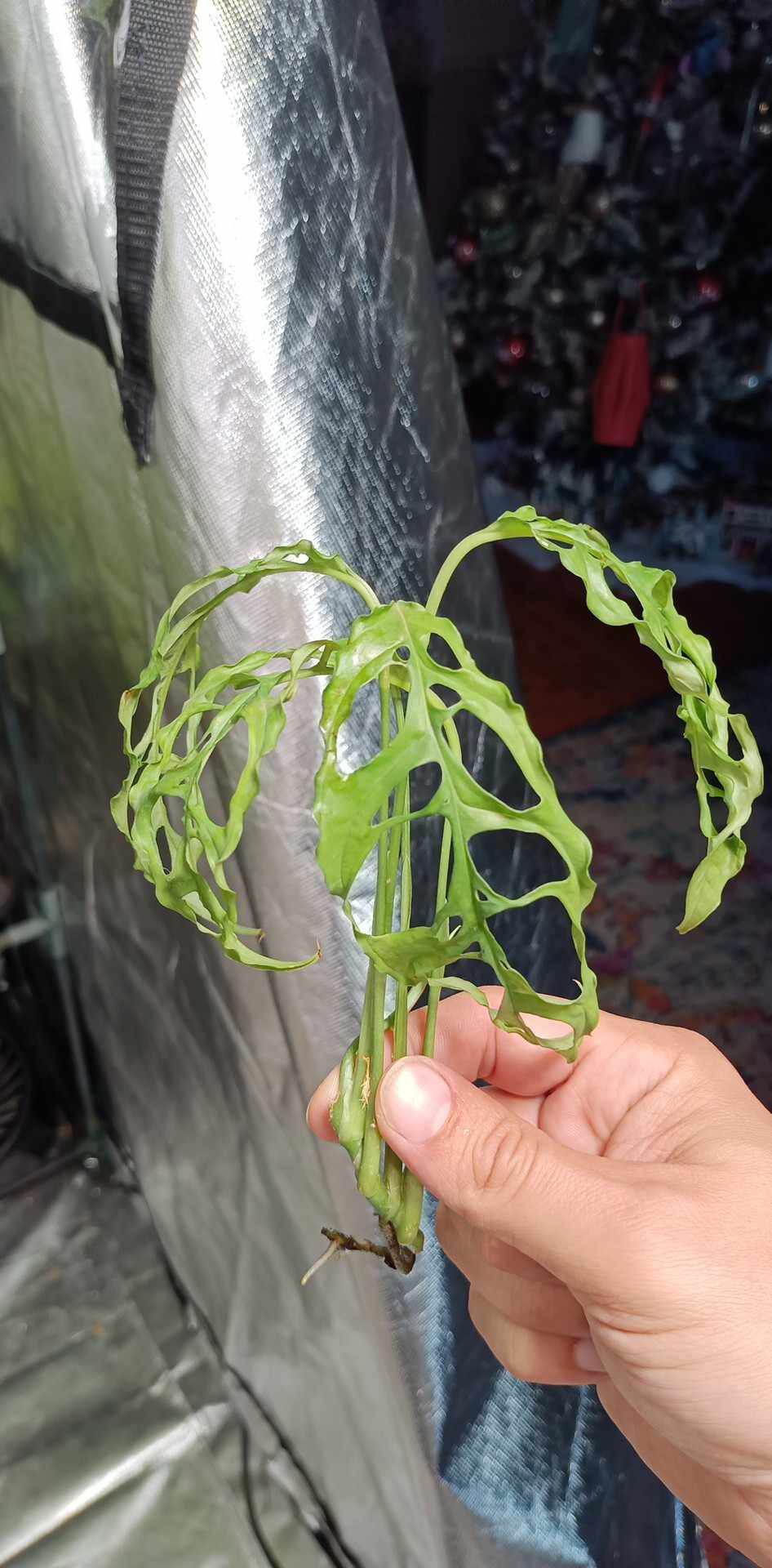 Philodendron Spiritu Sancti  SS2, Monstera obliqua, adansonii tri color, Burle Marx