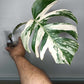 Monstera Albo Rooted Cutting 006 Danielle Price