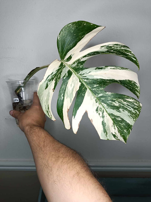 Monstera Albo Rooted Cutting 006 Danielle Price