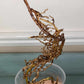 Monstera Albo Rooted Cutting 003 Kristin Molinaro