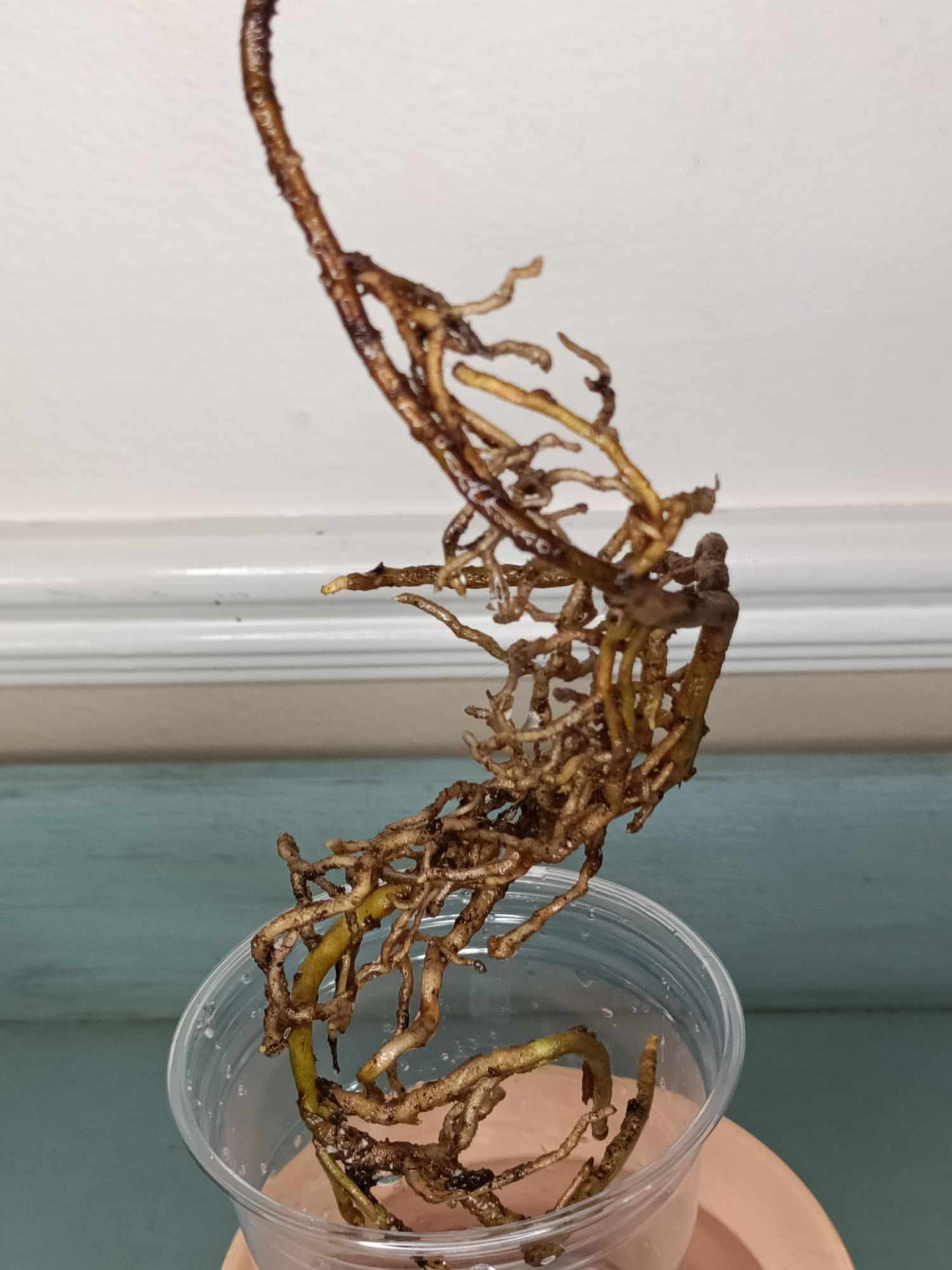 Monstera Albo Rooted Cutting 003 Kristin Molinaro
