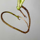 Monstera Albo Rooted Cutting 0013 Kristen Swilley Jones