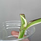 Monstera Albo Rooted Cutting 019 Logan Gordon