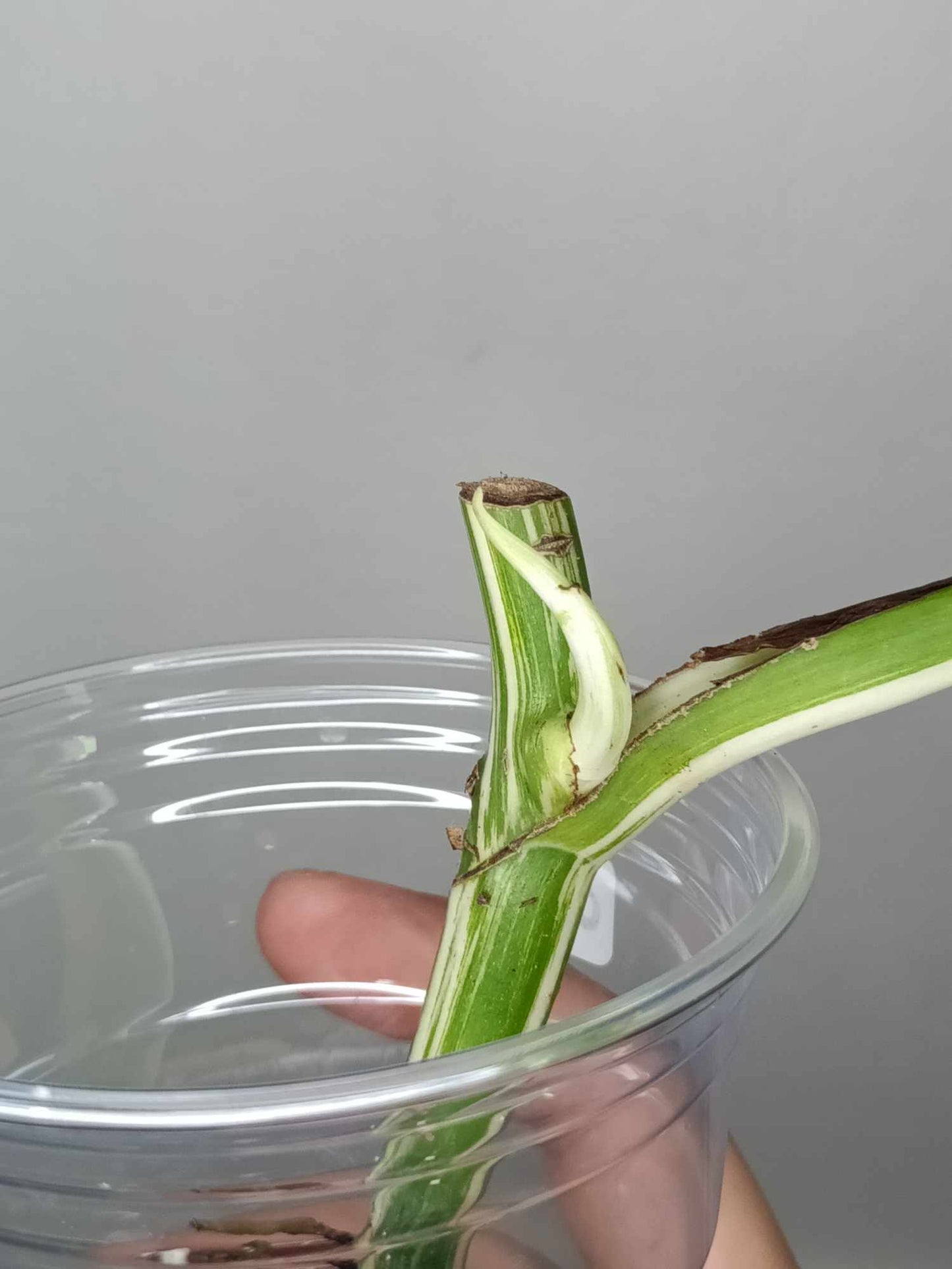 Monstera Albo Rooted Cutting 019 Logan Gordon