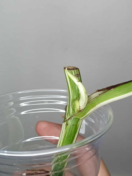 Monstera Albo Rooted Cutting 019 Logan Gordon