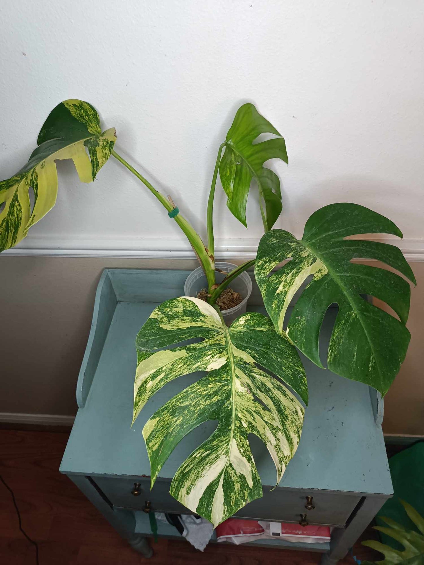 Big Monstera Aurea RESERVED Sabrina Thomson