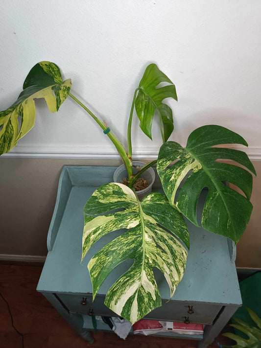 Big Monstera Aurea RESERVED Sabrina Thomson