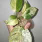 Philodendron White Knight WK1- Burle Marx Mint Reserved Dana Sue Kast Janulis