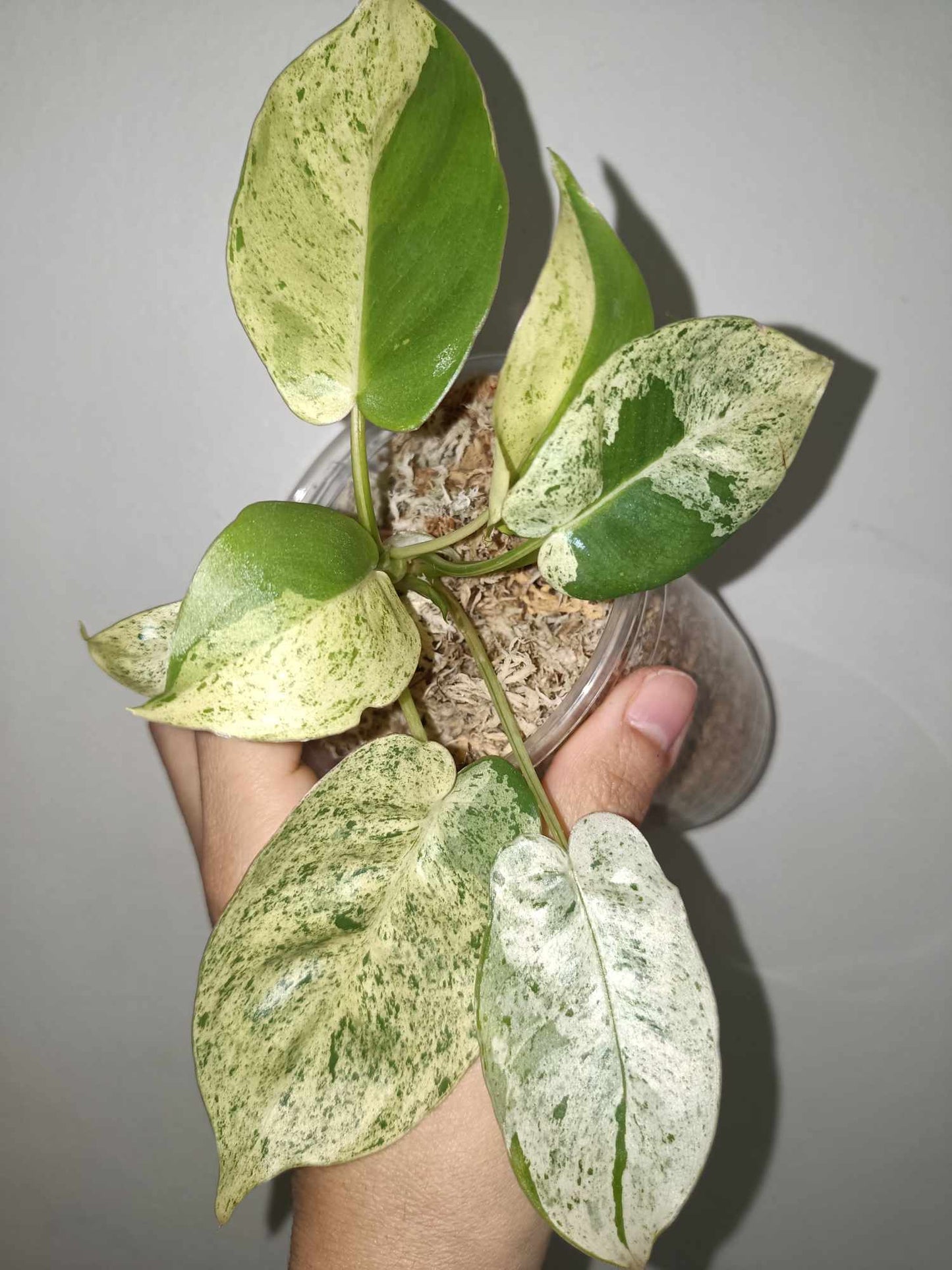 Philodendron White Knight WK1- Burle Marx Mint Reserved Dana Sue Kast Janulis