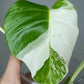 Monstera Albo T16