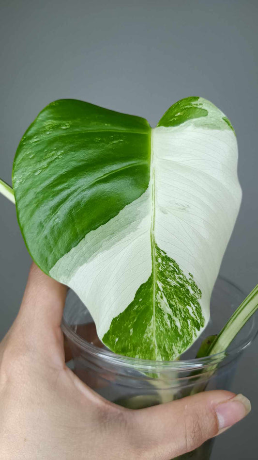 Monstera Albo T16