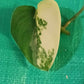 (2)Jade Satin, Philodendron Orange Princess reserved for Samantha Obitz