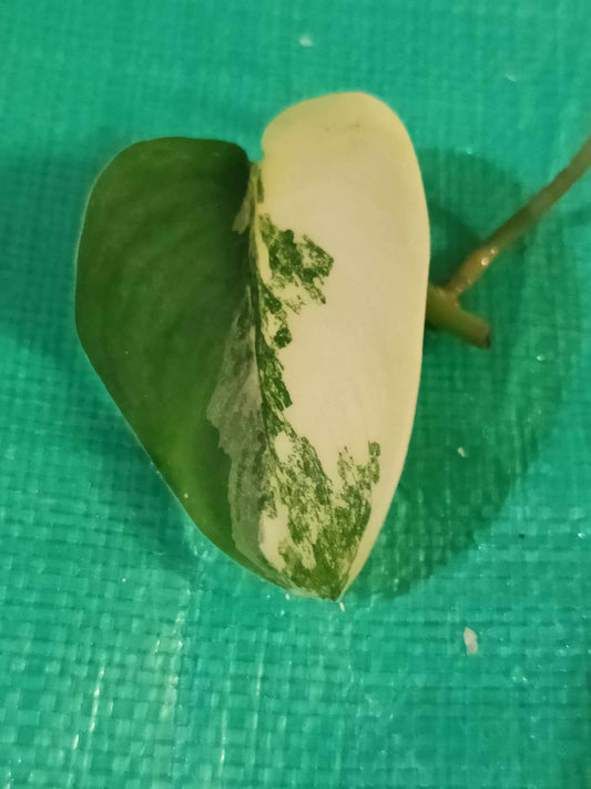 (2)Jade Satin, Philodendron Orange Princess reserved for Samantha Obitz