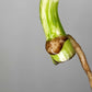 Monstera Albo Rooted Top Cutting 017 Nai Caraballo