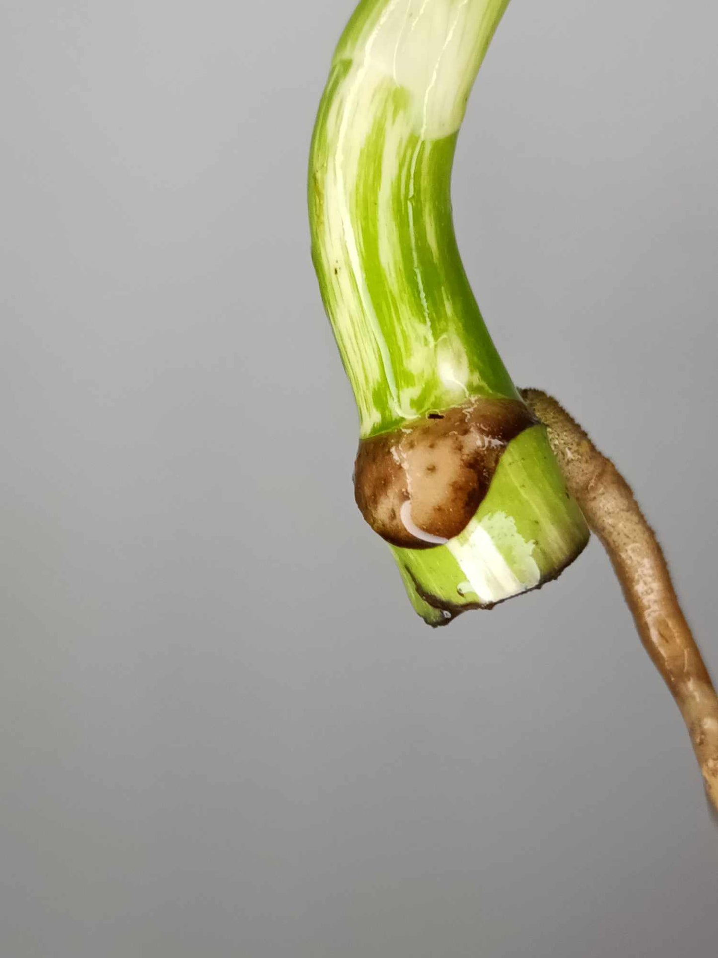 Monstera Albo Rooted Top Cutting 017 Nai Caraballo
