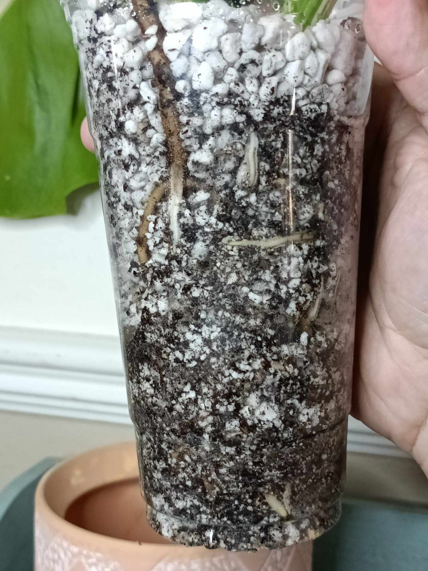 Monstera Albo A4