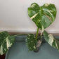 Monstera Thai Con T10