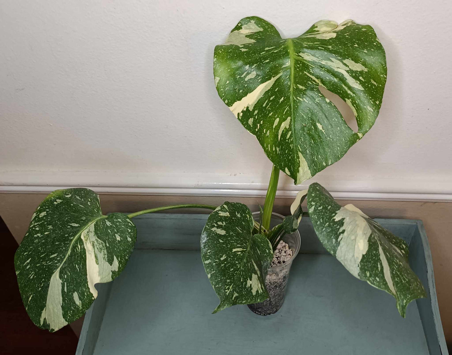 Monstera Thai Con T10