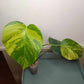 Monstera Aurea AU2