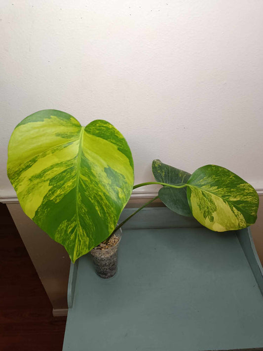 Monstera Aurea AU2