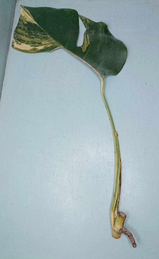 Monstera Aurea Unrooted Project Cutting Auction Winner-Georgia New