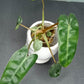 GREEN BILLIETIAE #5- STARTER PLANT-