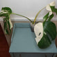 Monstera Albo A8