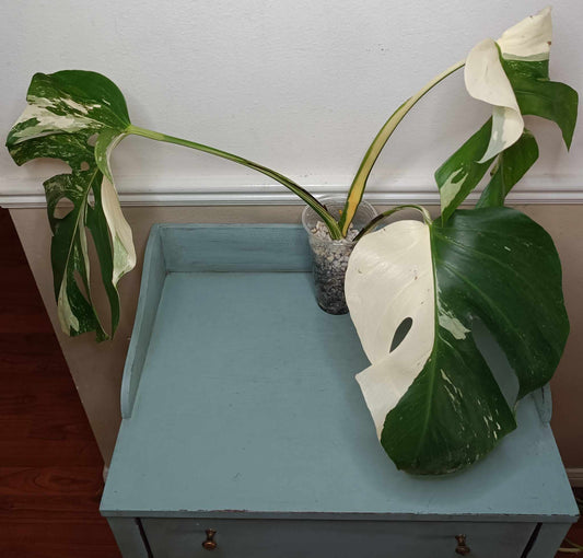 Monstera Albo A8