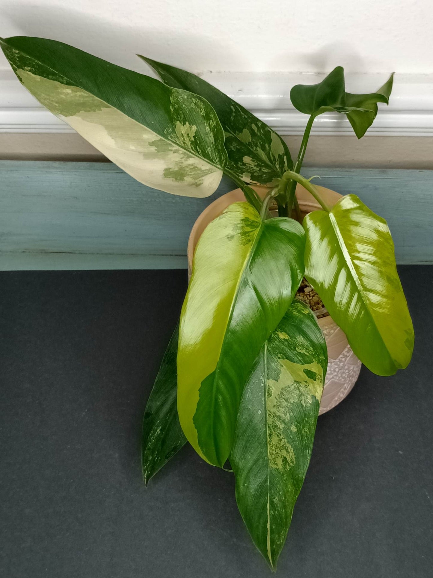 DOMESTICUM VARIEGATED# 3