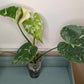 Monstera Thai Con T11