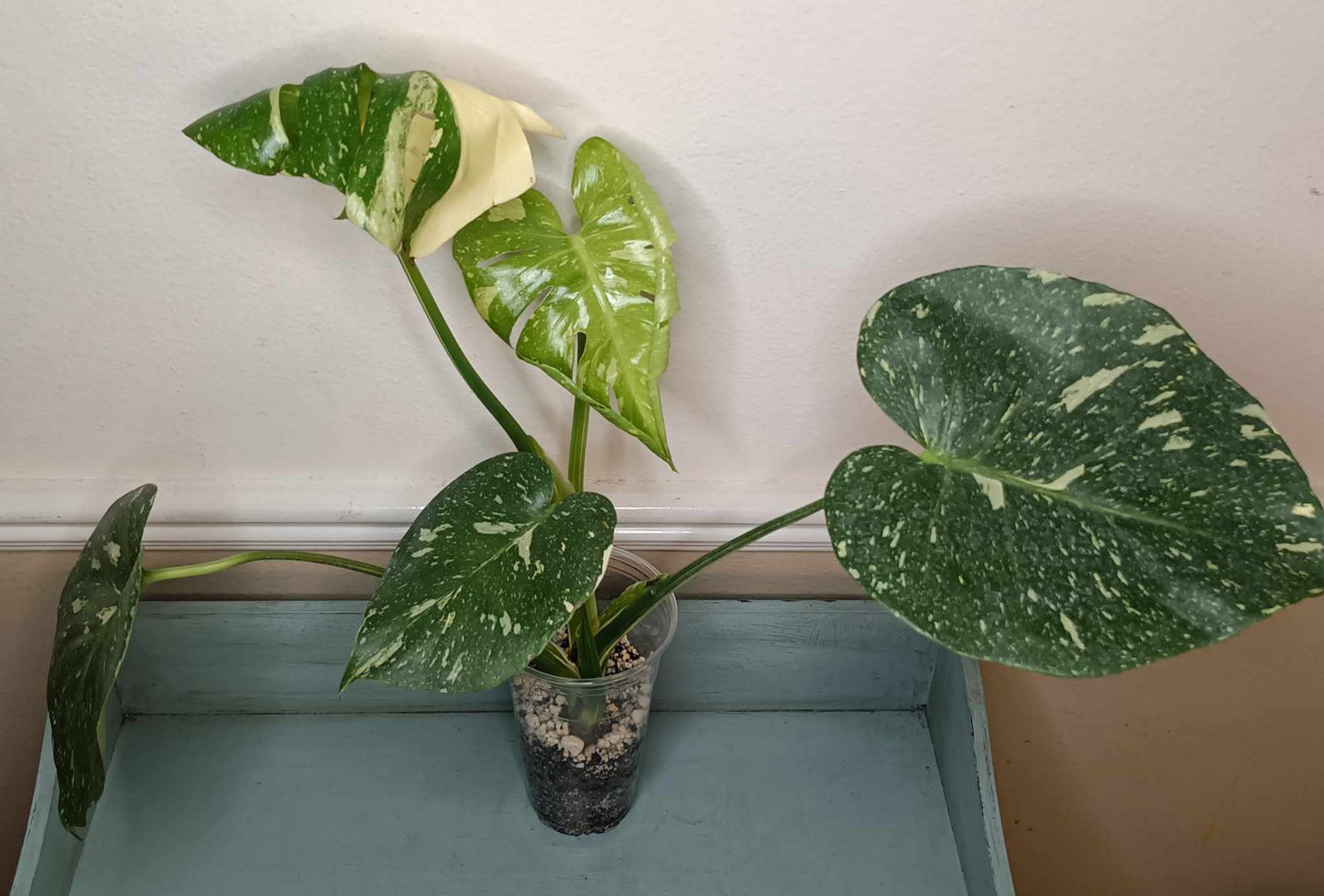 Monstera Thai Con T11