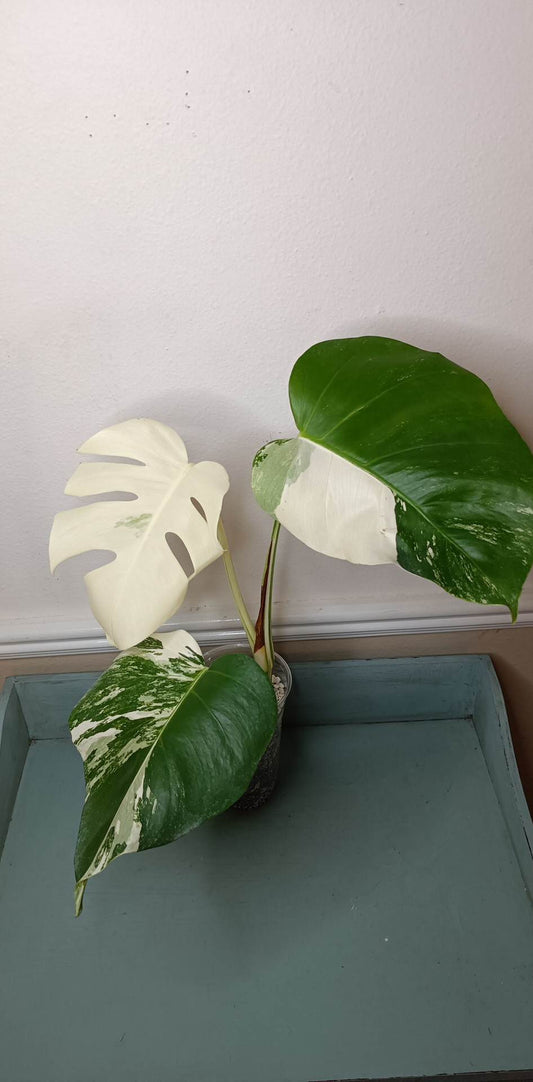Gina Hughes Three Leaf Monstera Albo