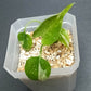 THAI CON #15-STARTER PLANT-