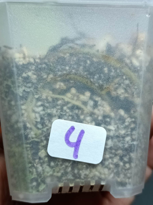 THAI CON #4-STARTER PLANT-