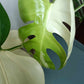 Monstera Albo A1