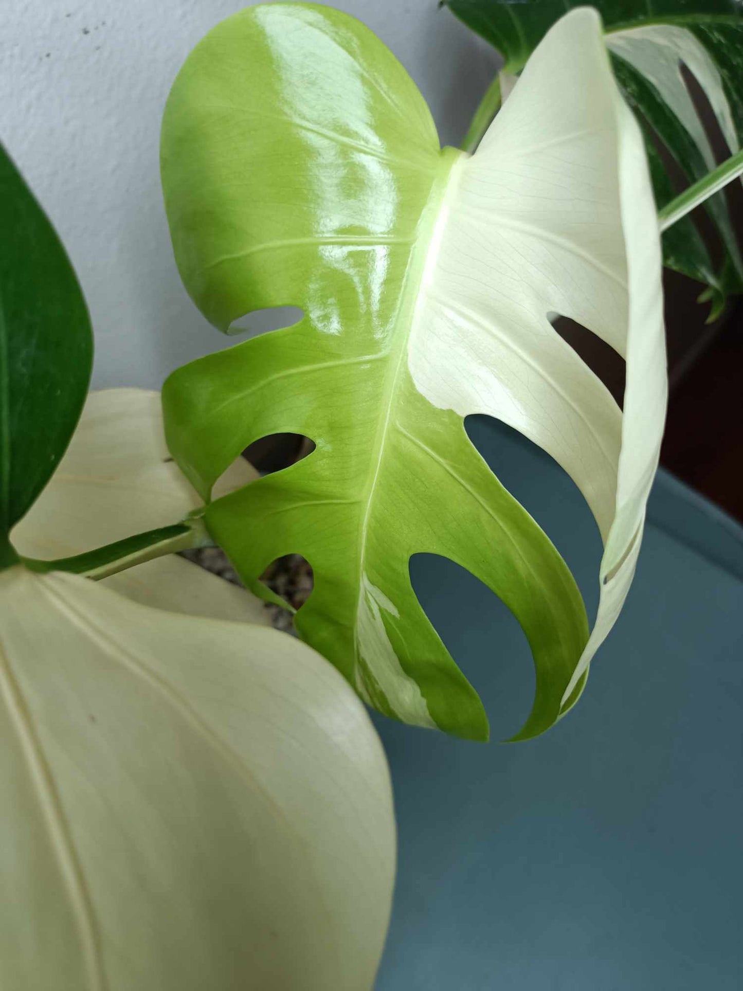 Monstera Albo A1