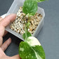 THAI CON #9-STARTER PLANT-