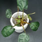 GREEN BILLIETIAE #3- STARTER PLANT-