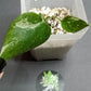 THAI CON #3-STARTER PLANT-