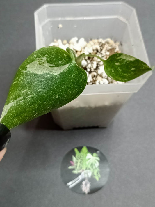 THAI CON #3-STARTER PLANT-