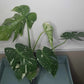 Monstera Thai Con T12