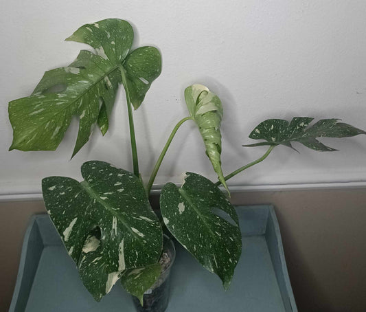 Monstera Thai Con T12