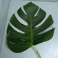 Monstera Aurea Cutting