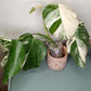 Monstera Albo A5